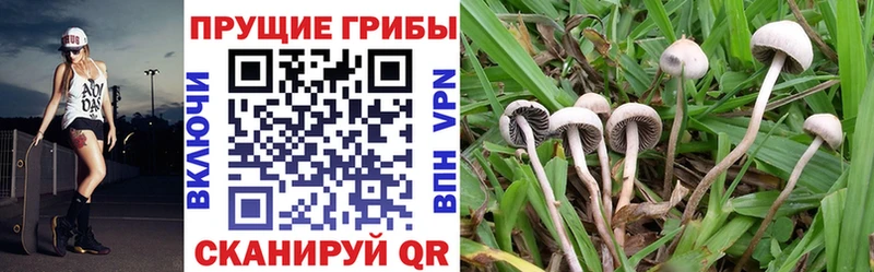 Псилоцибиновые грибы Cubensis  купить наркотик  Боготол 